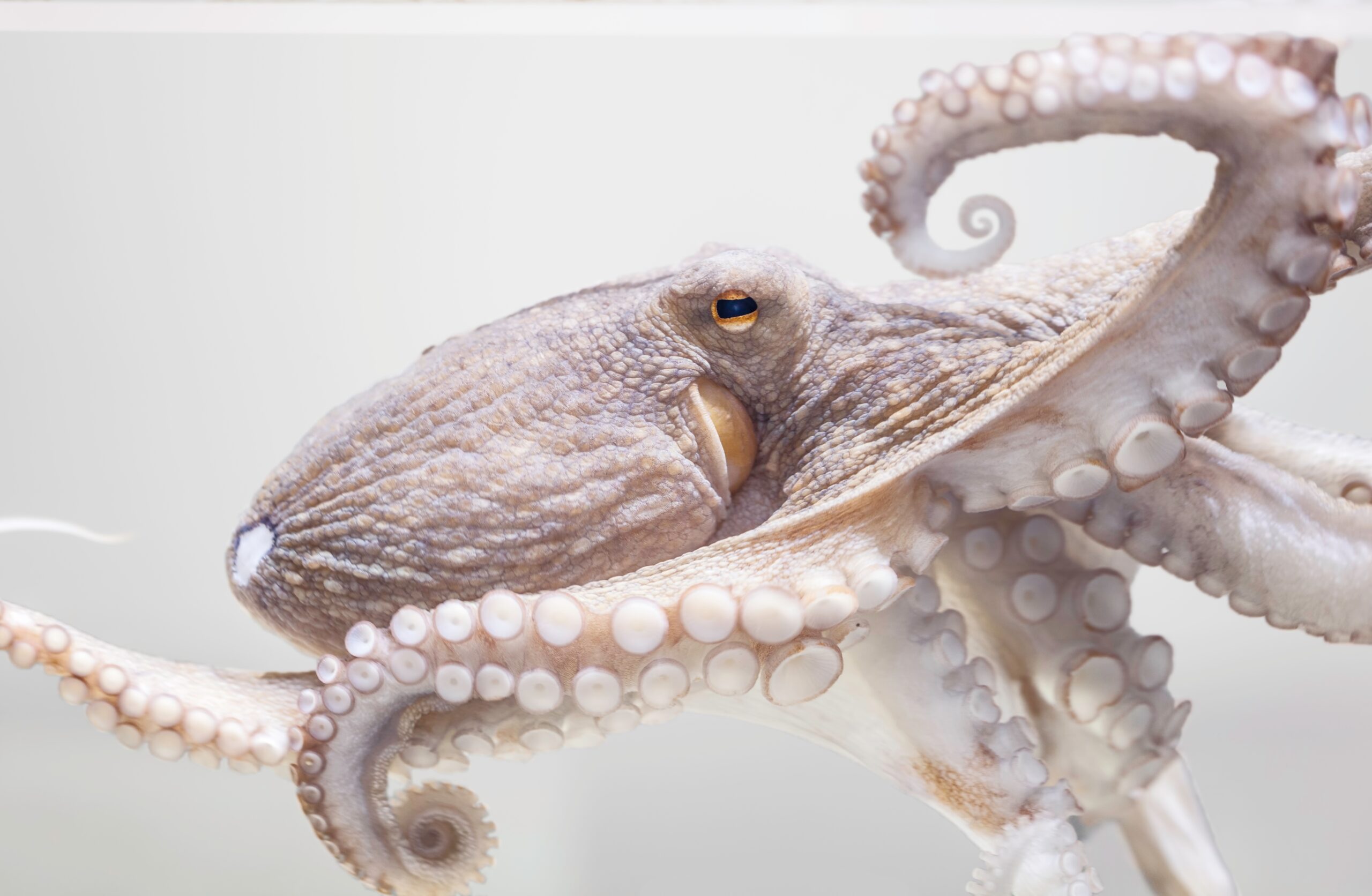 octopus octopus